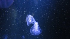 Turistický raj EÚ čelí invázii „kanibalskej“ medúzy, požierajúcej aj svoje potomstvo. Vedci varujú pred katastrofou