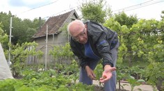 Malá záhradka, veľká radosť. 85-ročný dôchodca pestuje ovocie a zeleninu, nevynechá ani jeden deň
