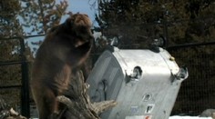 Slovenský medveď prekonal grizlyho. V prefíkanosti