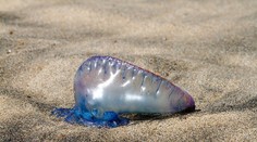 Pláže vo Francúzsku zaplavili zvláštne tvory. Ich 30-metrové chápadlá sú nebezpečné aj po smrti