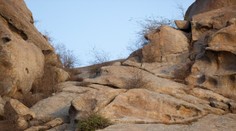 Hádanka pre náročných: Nájdete na obrázku leoparda?