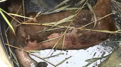 Uprostred poľa v obci Tôň číha pasca. Sú v nej zdochliny