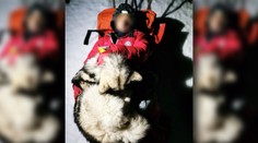 Scéna ako z filmu. Husky 13 hodín vlastným telom zohrieval zraneného horolezca