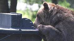 Pre výskyt medveďa by sa mohla vyhlasovať mimoriadna situácia