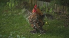 Záhrada z ríše snov. Nehnojí sa, nestrieka, napriek tomu je plná zdravých plodov