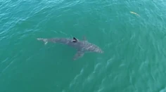 Raj surferov má veľký problém so žralokmi. Len za dva dni spozorovali 73 ľudožravých predátorov