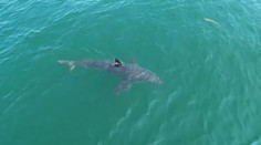Raj surferov má veľký problém so žralokmi. Len za dva dni spozorovali 73 ľudožravých predátorov