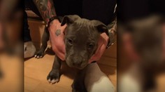 Jurajovi zmizol pes, skončil na psích zápasoch. Zomrel po prvom boji