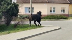 Autentické VIDEO zachytilo pobehujúceho býka v Stupave. Behal v centre mesta a poškodil viacero áut