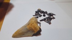 Pri Lučenci našli zuby obrov. Vedci sa tam prekopali do minulosti