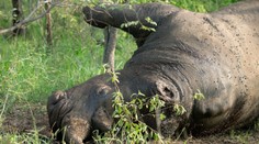 Pytliaci v parížskej zoo zabili nosorožca a roh mu odpílili motorovou pílou
