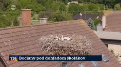 Bociany pod dohľadom školákov