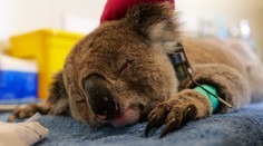 Koaly sú na pokraji vyhynutia. Ochorenie zabíja tisíce z nich, no ešte existuje nádej