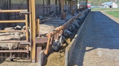 Farmári nemôžu vyhnať zvieratá na pasienky. Ovce aj kravy musia kŕmiť ako v zime