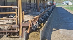 Farmári nemôžu vyhnať zvieratá na pasienky. Ovce aj kravy musia kŕmiť ako v zime