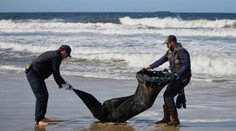 Útočia pod vplyvom otravy, ktorá im mení mozog. Turistov na kalifornských plážach ohrozuje nečakaný tvor