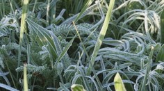 Záhradkárov čakajú ťažké noci. Odborník radí, ako ochrániť úrodu pred mrazom