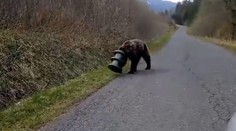 Medveď sa 17 dní túlal po Slovensku s kŕmnym valcom na hlave. Vysileného ho našli v Slovenskom raji