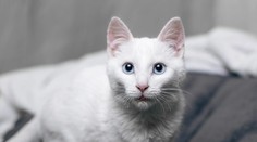 Žena musela vo vlaku zaplatiť vysokú pokutu. Dôvodom bolo hlasné mňaukanie kocúra