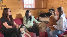 Psia mafia na utrpení zvierat zarába státisíce. Ako sa štát vysporiada s nelegálnymi množiarňami?