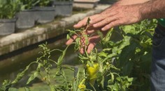 Búrky niekedy nestačia. Vlny tepla decimujú rastliny, na Slovensku sa darí škodcom a burinám