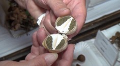 Hlavná vlna hubárskej sezóny je tu! Tento kúsok by chcel nájsť nejeden hubár