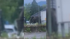 V Sučanoch zabili problémového medveďa, ktorý robil spúšť na záhradách. Po týždni sa objavil ďalší