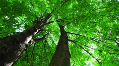 Pilot ultraľahkého lietadla strávil noc na strome a čakal na záchranu