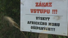 Veterinári aj poľovníci sú opäť v strehu. Africký mor ošípaných je znovu na vzostupe