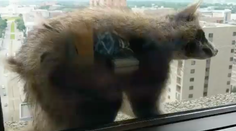 Medvedík čistotný sa stal hrdinom internetu. Lezie ako Spiderman