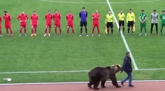 VIDEO: Ruský klub čelí kritike, ochrancov zvierat pobúril medveď na zápase