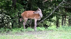 Vysoké Tatry majú svoju tichú hrdinku. V drsných horách roky prežíva na troch nohách