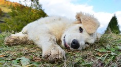 Farmárky si skočili do vlasov: Môžu za to psie hovienka?