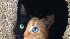 Zázrak prírody a hit internetu. Mačka Venus má dve tváre!