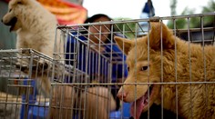 V Číne skončia na tanieri tisíce psov