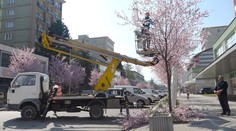 Žilinčanov nahnevalo, že mesto spílilo zakvitnuté konáre sakúr. Dôvodom je rekonštrukcia potrubia na bulvári