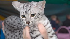 Žilina cez víkend pradie. Ukážeme vám tradičnú výstavu mačiek