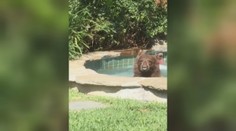 Američan zostal v šoku: Do vírivky mu vliezol medveď a vypil mu kokteil