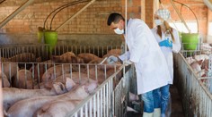 V Českej republike sa objavil africký mor prasiat