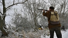 Mimoriadna poľovačka na Považí pokračuje. Prvý lov diviakov už priniesol výsledky