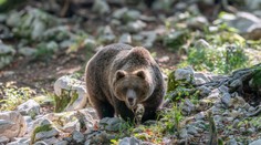 V Poľsku neďaleko hraníc so Slovenskom zabíjal medveď. Žena utrpela rozsiahle zranenia, na mieste zomrela