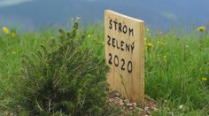 Toľko sa o ňom spievalo, že ho tam začali vysádzať. Na Kráľovej holi už stojí strom zelený