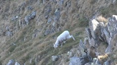 V Nízkych Tatrách žije unikátny biely kamzík. Prežiť mu pomáhajú netradiční zvierací spojenci