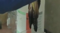 Toto sa deje s hamburgerom vo vašom žalúdku. Video vás možno odradí