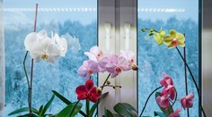 Starostlivosť o izbové rastliny sa v zime líši. Floristka radí, na čo si dať pozor