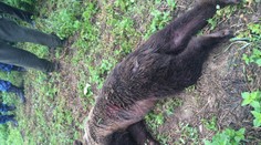 Poľovník zastrelil zatúlaného medveďa v Prešove