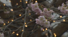 Uprostred zimy by ste to nečakali. Na levickej radnici rozkvitlo niečo nevídané