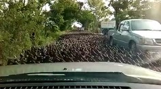 Kačice zablokovali dopravu. Cez diaľnicu sa ich prehnali tisíce!