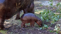 V bratislavskej ZOO sa mieša radosť so slzami: Narodil sa vzácny hrošík, no ikonický Felix zomrel