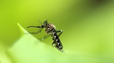 Mužovi z okolia Bratislavy potvrdili exotické ochorenie. Vírus je prenášaný komármi